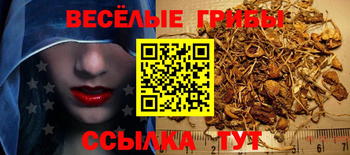 Галлюциногенные грибы Psilocybe Кубинка
